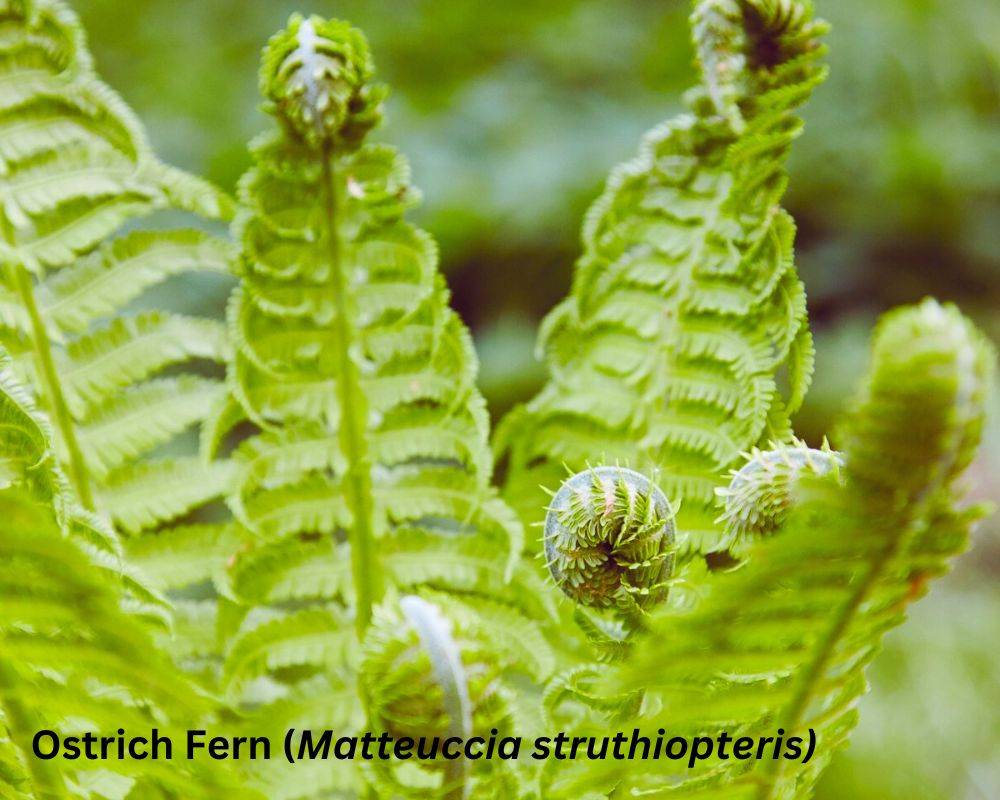 Ostrich Fern (Matteuccia struthiopteris): edible fiddlehead ferns identification