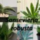 Sansevieria robusta identification