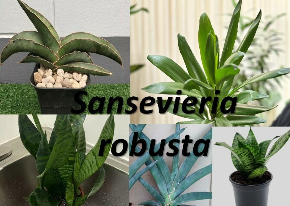 Sansevieria robusta identification