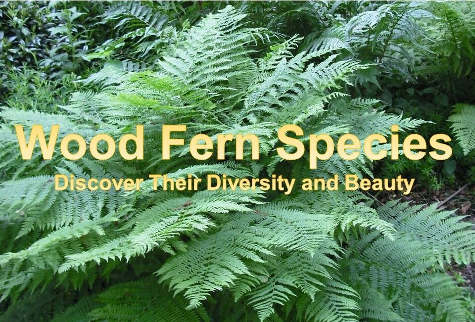 Wood Fern Species: Crested Wood Fern (Dryopteris cristata)