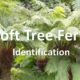 Soft Tree Fern Identification