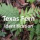 Texas fern Identification: wood fern
